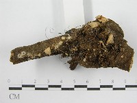 鬼傘屬藏品圖，第4張