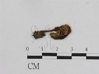 小菇屬藏品圖，第3張