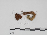 登錄號:F0010772藏品圖，第1張