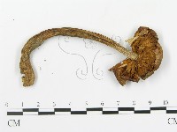 登錄號:F0010773藏品圖，第1張