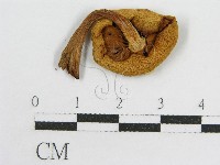 登錄號:F0010774藏品圖，第1張