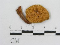 登錄號:F0010774藏品圖，第4張
