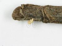 登錄號:F0010775藏品圖，第4張