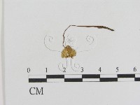 登錄號:F0010781藏品圖，第1張