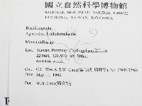 微皮傘屬藏品圖，第2張