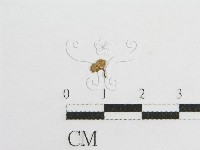 微皮傘屬藏品圖，第1張