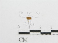 微皮傘屬藏品圖，第3張