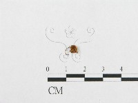登錄號:F0010783藏品圖，第1張