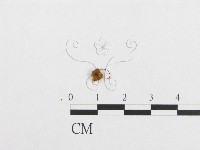 登錄號:F0010783藏品圖，第3張