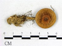 登錄號:F0010784藏品圖，第1張