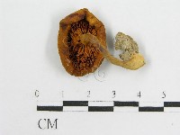 登錄號:F0010785藏品圖，第1張