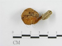 登錄號:F0010785藏品圖，第3張