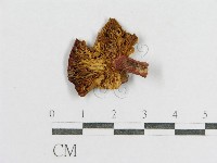 紅菇屬藏品圖，第1張