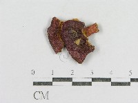 紅菇屬藏品圖，第3張