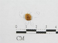 登錄號:F0010787藏品圖，第1張