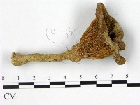 登錄號:F0010788藏品圖，第1張