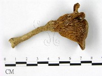 登錄號:F0010788藏品圖，第3張