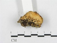 登錄號:F0010791藏品圖，第5張