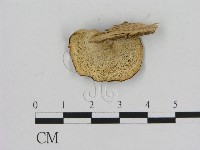 登錄號:F0010796藏品圖，第3張