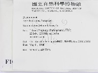 蠔韌革菌藏品圖，第2張