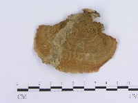 蠔韌革菌藏品圖，第1張