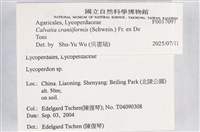 蠔韌革菌藏品圖，第4張