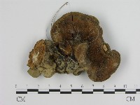 登錄號:F0010798藏品圖，第3張