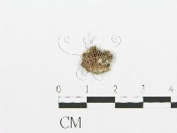 裂褶菌藏品圖，第1張