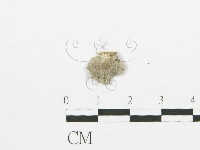 裂褶菌藏品圖，第3張