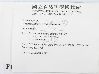 木層孔菌屬藏品圖，第2張