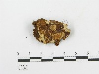 木層孔菌屬藏品圖，第3張