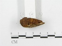 木層孔菌屬藏品圖，第4張