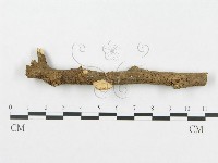 多孔菌屬藏品圖，第1張