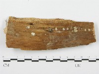 裂褶菌藏品圖，第1張