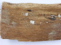 裂褶菌藏品圖，第3張