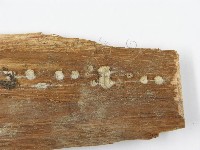 裂褶菌藏品圖，第4張