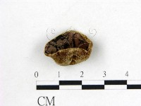 毛木耳藏品圖，第1張