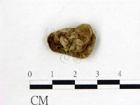 毛木耳藏品圖，第3張