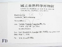 微皮傘屬藏品圖，第2張