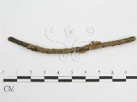 微皮傘屬藏品圖，第3張