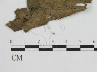 登錄號:F0010808藏品圖，第1張