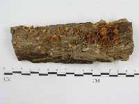 登錄號:F0010809藏品圖，第1張