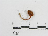 登錄號:F0010809藏品圖，第4張