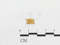 多孔菌屬藏品圖，第1張