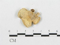 登錄號:F0010812藏品圖，第3張