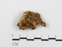 登錄號:F0010813藏品圖，第1張