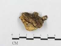 登錄號:F0010813藏品圖，第3張