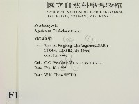 小菇屬藏品圖，第2張