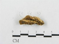 登錄號:F0010816藏品圖，第4張