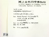 毛木耳藏品圖，第2張